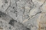 Pennsylvanian Horsetail (Calamites) Stem Plate - Kentucky #214176-1
